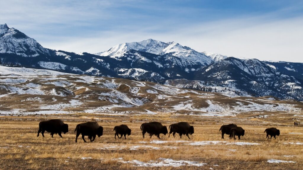 American bison migration in winter
